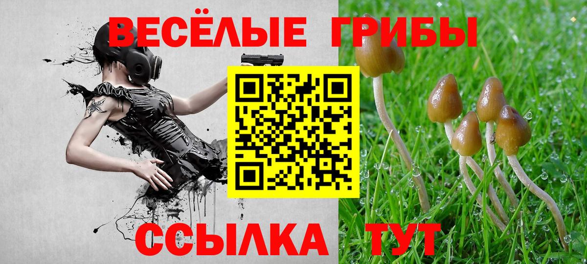 Псилоцибиновые грибы Cubensis Северобайкальск
